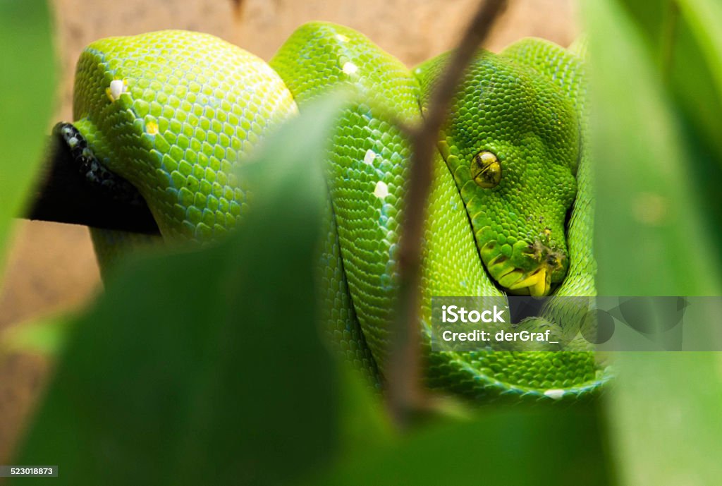 Green boa on a branch A beautifully colored green boa waiting for its next meal on a tree branch. Animal Stock Photo