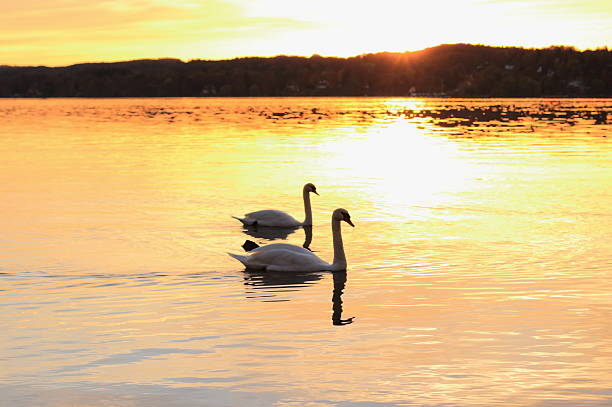 istock Couple swans floats on lake at sunset 523019191