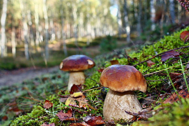 istock Two mushroom boletus edulis 523019951
