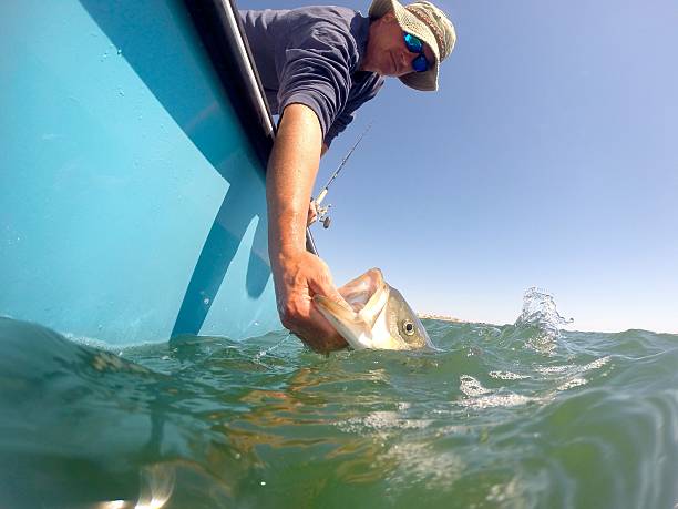 rayures sortie de bass - rockfish photos et images de collection