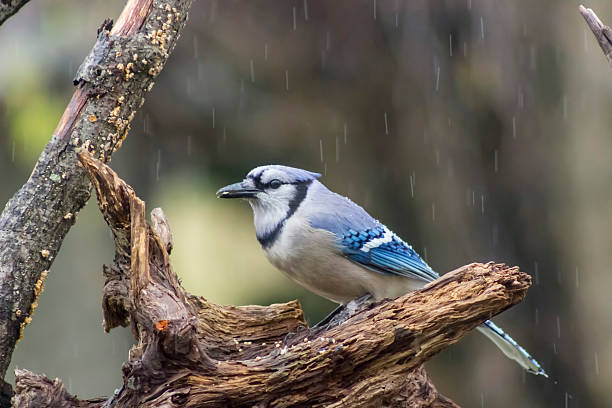 istock Blue jay bird in the rain 523030132