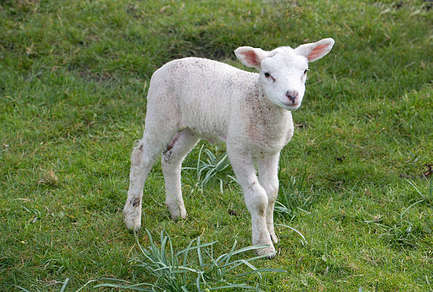 istock sweet lamb in green grassland at springtime 523030442