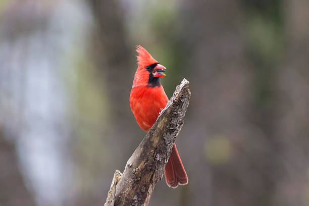 istock male Cardinal bird on a branch 523030542