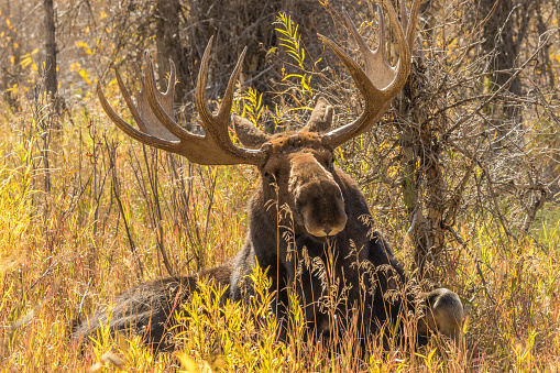 a big bull moose in fall