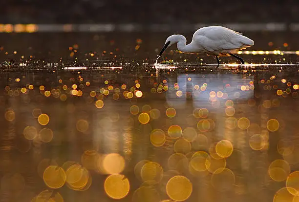 The little egret in beautiful bokeh pond.