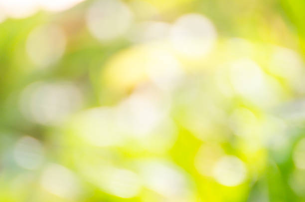 istock Blur image of leaf with boke  for background usage. 523031954