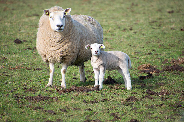 istock mother sheep and lamb in grassland 523032034