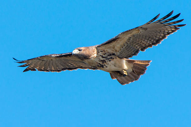 red-tailed hawk in flight - red tailed boa stock-fotos und bilder