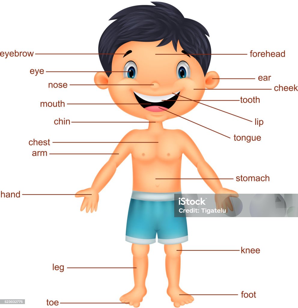 Cartoon Boy Vocabulary Part Of Body Stock Illustration - Download Image Now  - Child, Anatomy, Chin - iStock