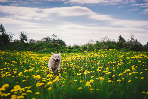 Golden retriever dog happy running through dandelions 