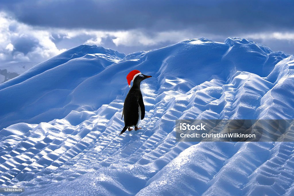 Penguin wearing red santa hat. Funny penguin wearing red santa hat on large iceberg. Dressing Up Stock Photo