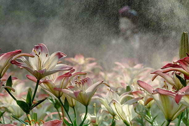 lilly flower with water spray in the garden