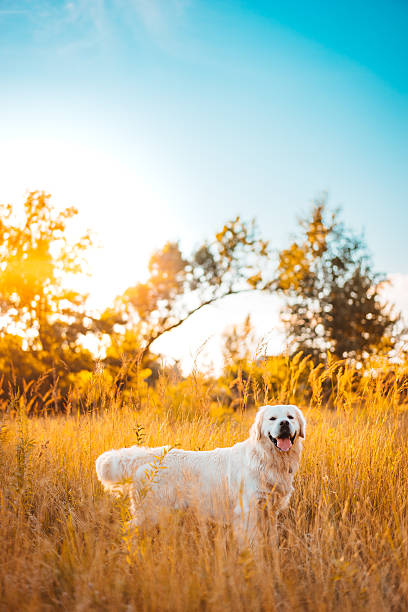 Golden retriever dog standing in sunset backlight