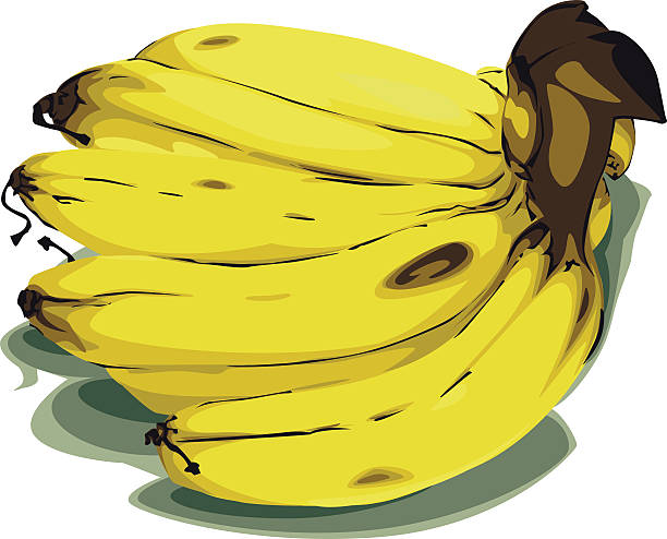 Banana - Illustration vector art illustration