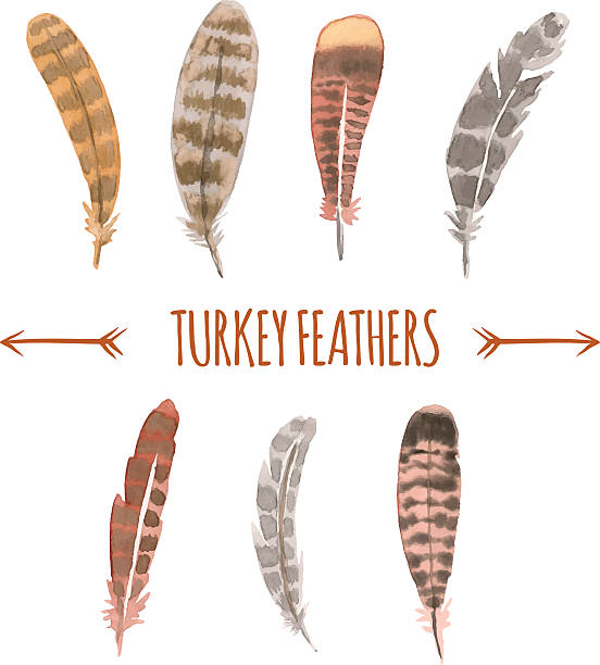 Watercolor Tturkey Feathers Stock Illustration - Download Image