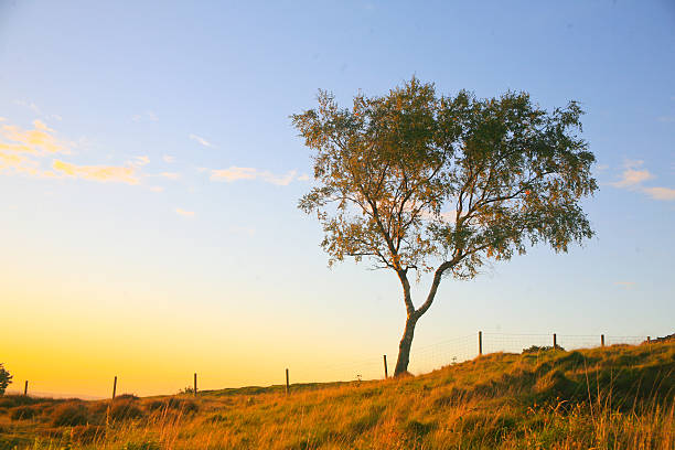 istock Sunset, Beacon Hill Park, Leistershire, UK. 523033883