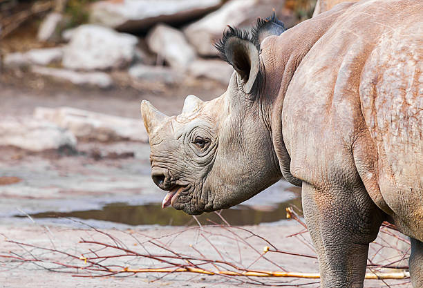 What Colour Tongues Do Rhinos Have What Colour Tongues Do Rhinos Have