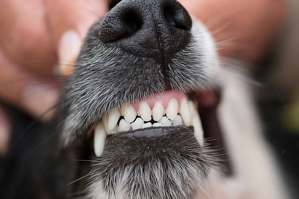 border collie Teeth Bordie Collie teeth being examined by the animal doctor animal teeth stock pictures, royalty-free photos & images