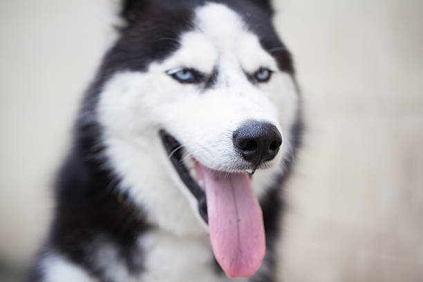 istock Portrait of Siberian Husky 523034835