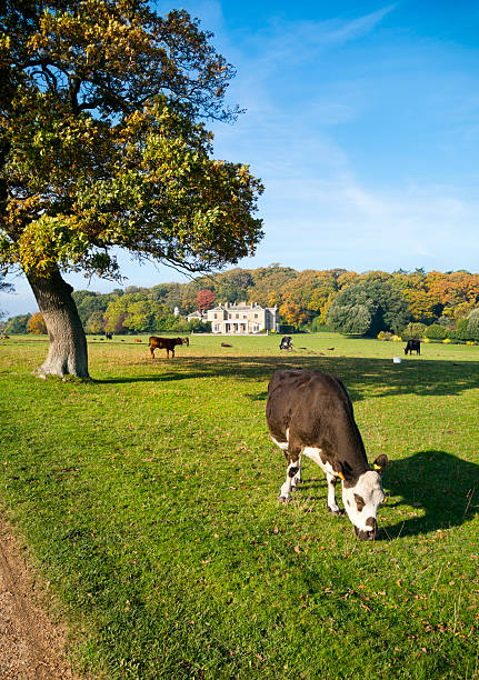 istock Grazing cows at Sheringham Park 523035130
