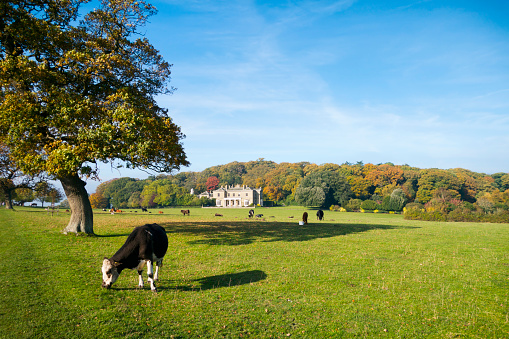 A herd of cows grazing peacefully on the grass at Sheringham Park in North Norfolk, England on a sunny autumn day. The house once belonged with the park but is now a private residence while the park is open for the public to walk and explore nature.