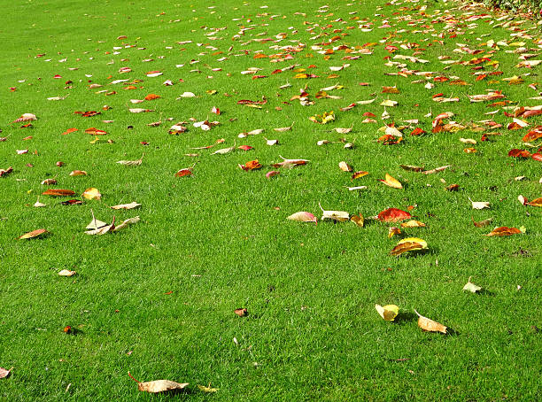 Photo showing a recently mown green garden lawn with fine grass and a muddy patch, pictured in the fall and covered in yellow, golden, pink, red and brown leaves that have fallen from a nearby silver maple tree (Acer saccharinum).  The autumn leaves will be raked up shortly, to prevent patches of yellow grass dying beneath them and moss growing, due to lack of light.