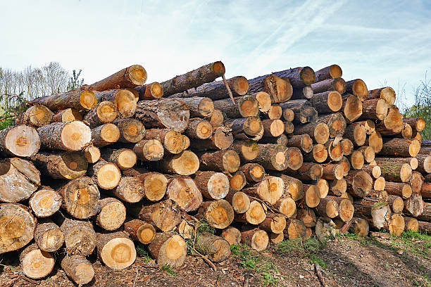 Lowell Tree Stack 770+ Logstack Stock Photos, Pictures & Royalty-Free Images - iStock