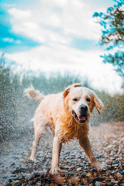 istock Golden retriever dog shivering wet 523035752