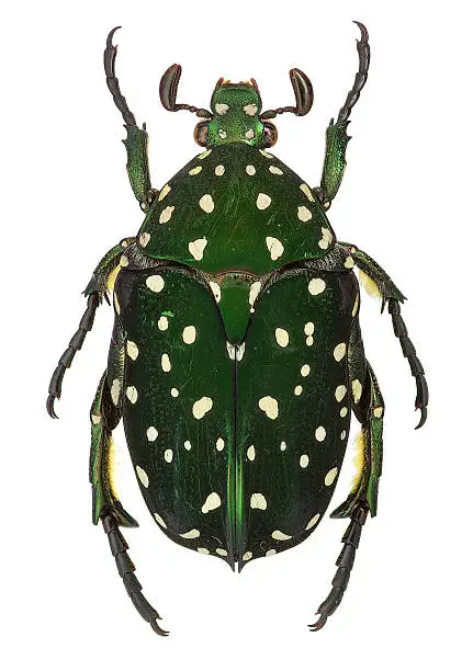 Photo of Exotic flower beetle Protaetia niveoguttata from Laos