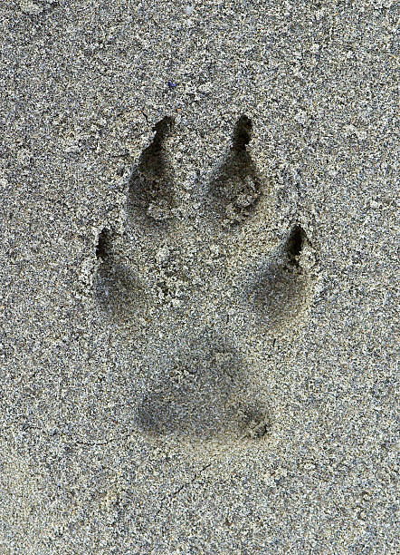 istock Dog footprint on the sand 523035945