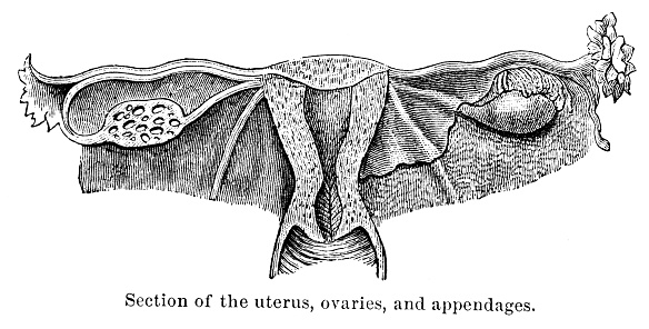 The parti-coloured bat or rearmouse (Vespertilio murinus) head detail in a natural habitat