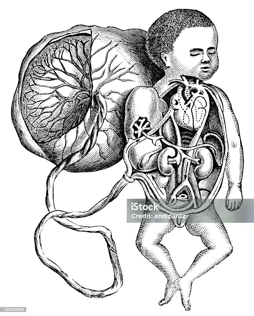 Fetal Circulation Placenta And Cord Stock Photo - Download Image Now - Placenta, Blood Flow, Fetus - iStock Fetal Circulation Placenta And Cord Stock Photo - Download Image Now - Placenta, Blood Flow, Fetus - iStock