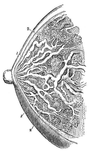 ghiandola mammaria - lactiferous duct foto e immagini stock