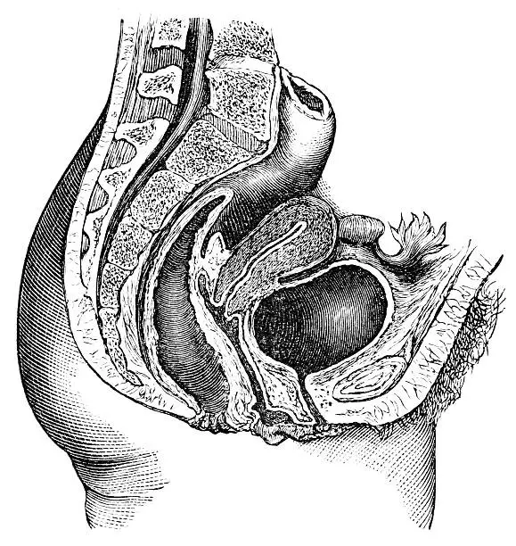 Engraving of "Section of Female Pelvic Organs" in "Student's Guide to the Practice of Midwifery". Published by D. Lloyd Roberts, M.D. in 1876. The engraving is now in the public domain.