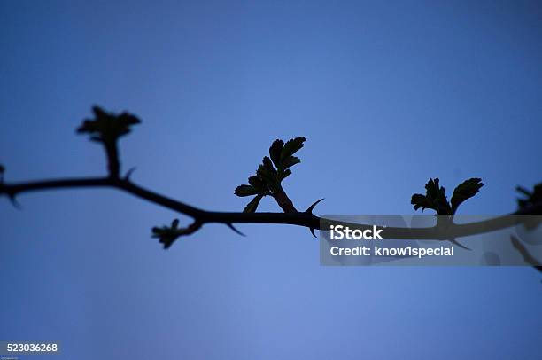 Silhouette Of Vine Stock Photo - Download Image Now - Beauty In Nature, Black Color, Border - Frame