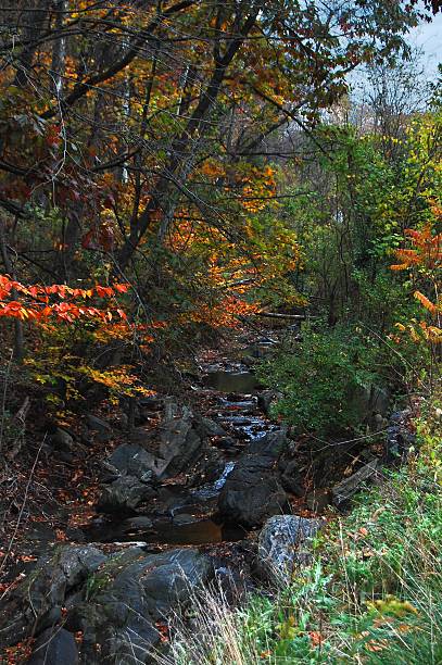 Stream A stream in Towson, Maryland towson photos stock pictures, royalty-free photos & images