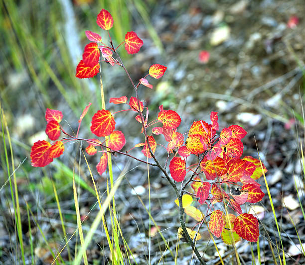 istock Bush branch with red leaves in autumn closeup 523036809