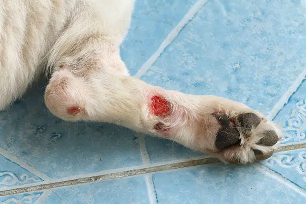 Photo of Chronic wound