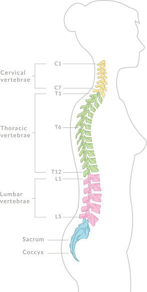 A diagram of a human female spine showing a side view of  the vertebra of the spinal cord within the the body. This is an editable EPS 10 vector illustration with CMYK color space.