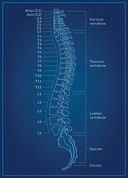 kręgosłup człowieka projekt - human vertebra obrazy stock illustrations