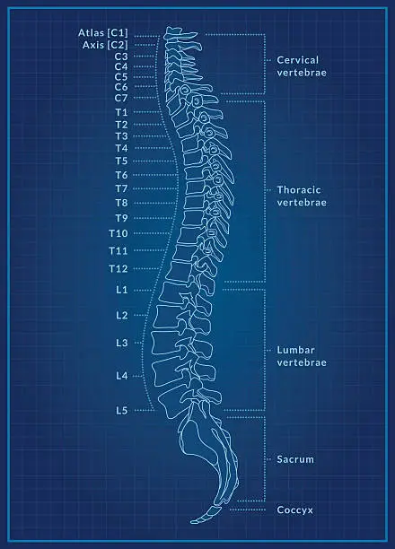 Vector illustration of Human Spine Blueprint