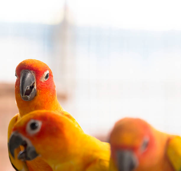 istock Group of lovely sun conure parrots bird 523037232