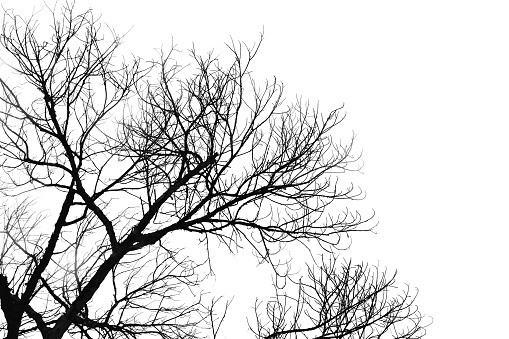 tree and branches silhouette. isolate on white