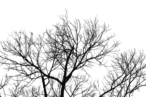 tree and branches silhouette. isolate on white
