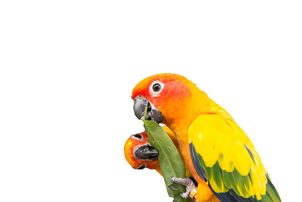 istock Two lovely sun conure parrots bird isolated 523037946