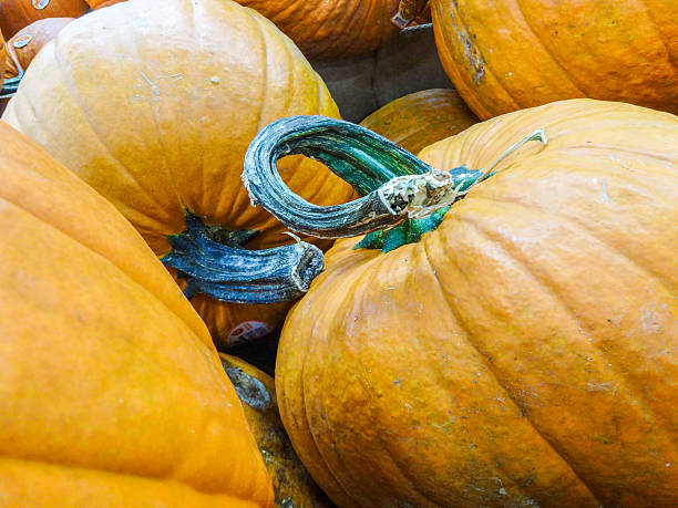 istock harvested pumpkins in store for sale 523038143