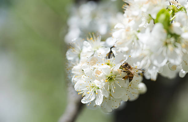istock Cherry blossoms. White flowers of cherry tree. 523038472