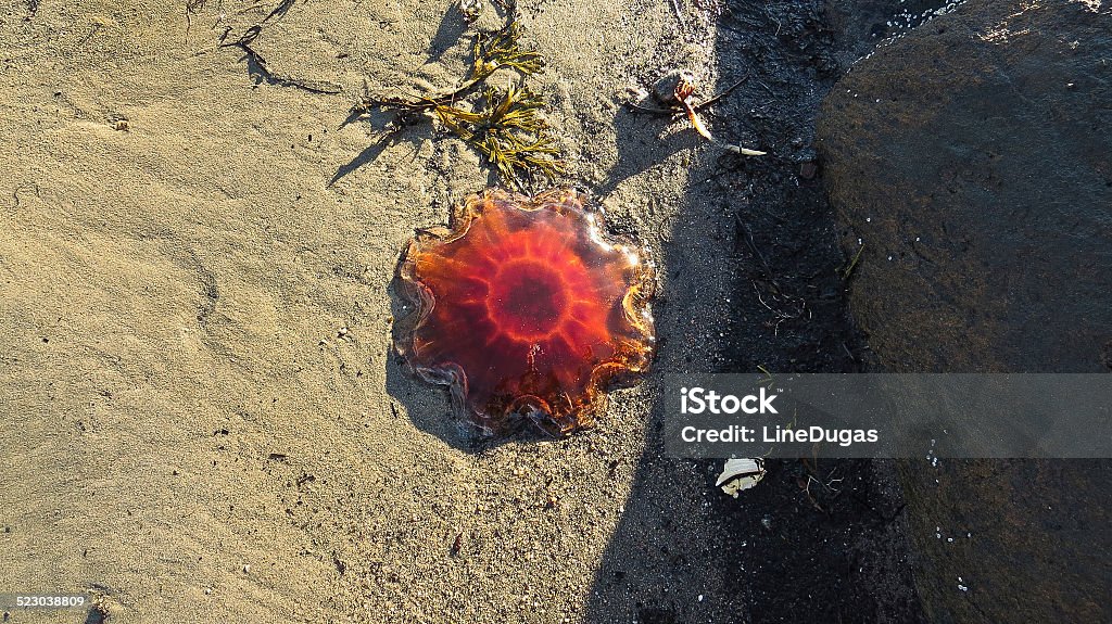 Jellyfish Jellyfish on sand Animal Stock Photo