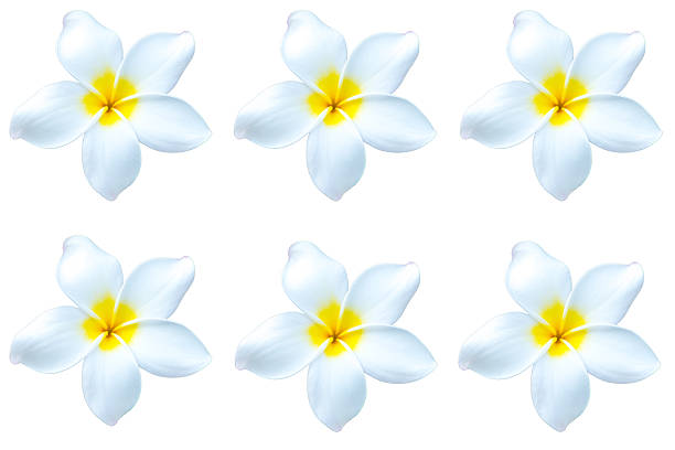 Tropical Flower Frangipani Plumeria Floating in Pool Water. Spa, Wellness, Summer Background.