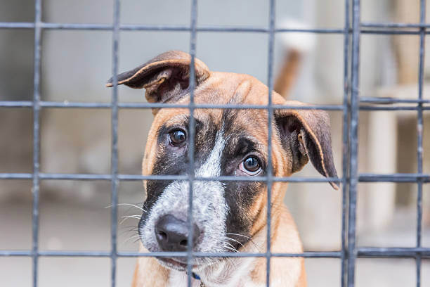 Shelter for homeless dogs, waiting for a new owner Shelter for homeless dogs, waiting for a new owner sad dog shelter stock pictures, royalty-free photos & images